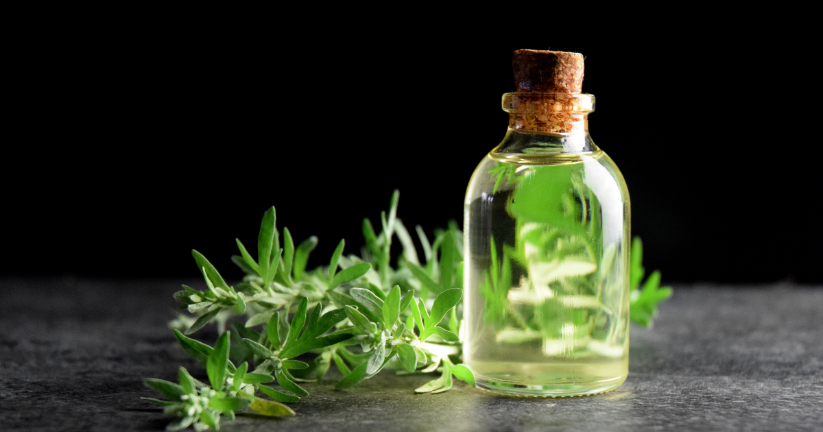 absinthe herb